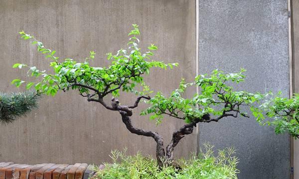 女贞适合种在院子里吗？种植女贞需要注意什么？