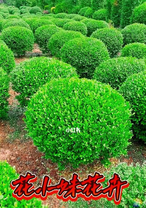 女贞适合种在院子里吗？种植女贞需要注意什么？