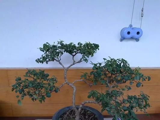 女贞盆景养护方法有哪些？如何确保其健康生长？