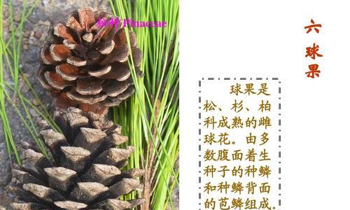 女贞属于裸子植物吗？裸子植物的定义是什么？