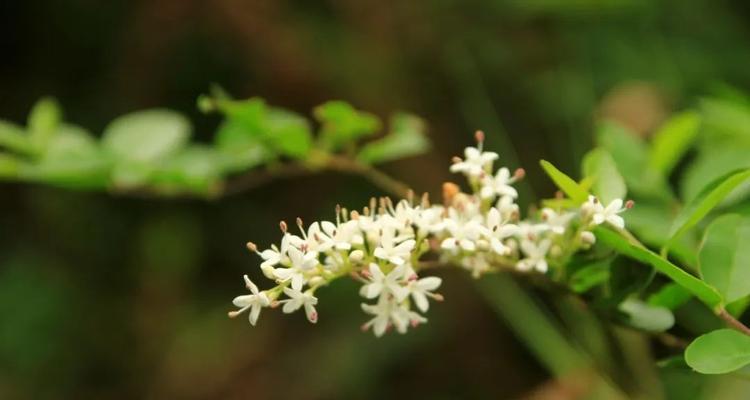 女贞花序类型是什么？顶生圆锥花序有何特点？