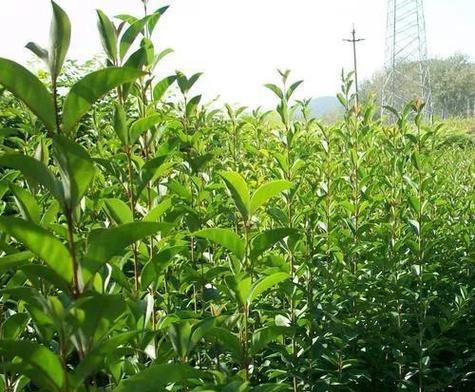 女贞花序类型是什么？顶生圆锥花序有何特点？