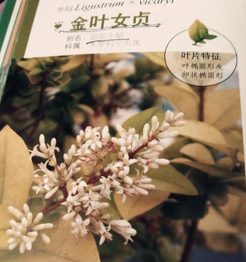 女贞花序类型是什么？顶生圆锥花序有何特点？