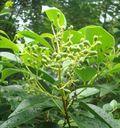 女贞属于双子叶植物吗？它的分类特征是什么？