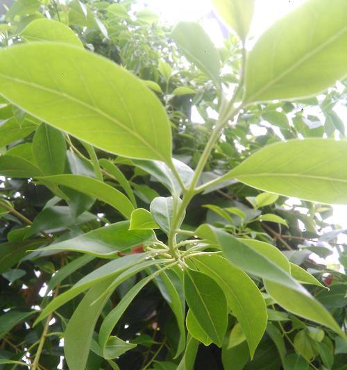 女贞树有什么作用？它的药用价值和园林应用是什么？
