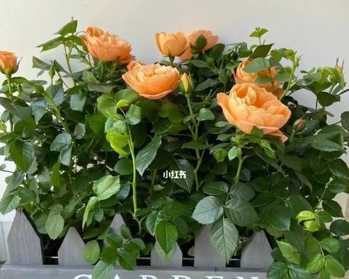 暖房送什么花最合适？不同场合下的花卉选择指南？