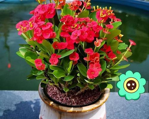 暖气房适合养什么花？哪些植物能在温暖环境中茁壮成长？