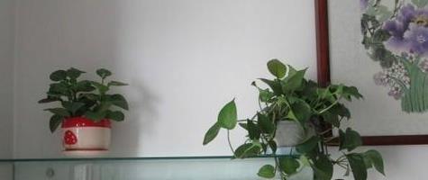 暖气房适合养什么花？哪些植物能在温暖环境中茁壮成长？
