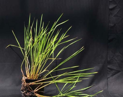 糯稻属于裸子植物吗？揭秘糯稻的植物分类特性？