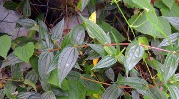 糯米什么时候成熟上市？不同季节的糯米有何区别？