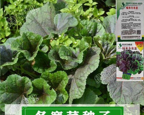 糯米什么时候成熟上市？不同季节的糯米有何区别？