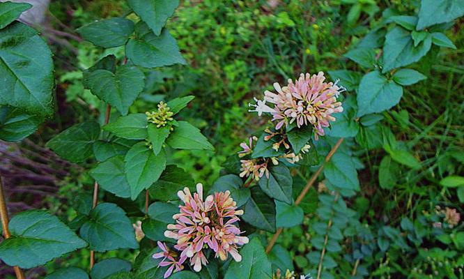糯米什么时候成熟上市？不同季节的糯米有何区别？