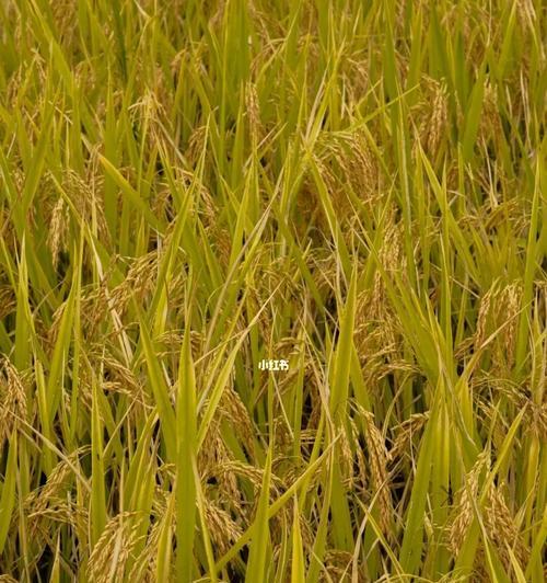糯米什么时候成熟上市？如何判断糯米的最佳收割时间？
