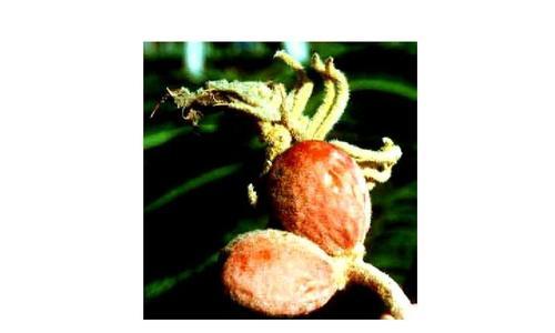 糯米属于裸子植物吗？裸子植物的定义是什么？