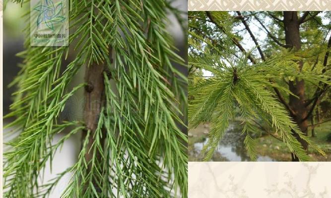 糯米属于裸子植物吗？裸子植物的定义是什么？