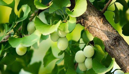 糯米属于裸子植物吗？裸子植物的定义是什么？