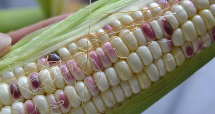 糯玉米含糖量高吗？适合糖尿病患者食用吗？