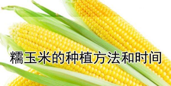 糯玉米种植的最佳时间和方法是什么？