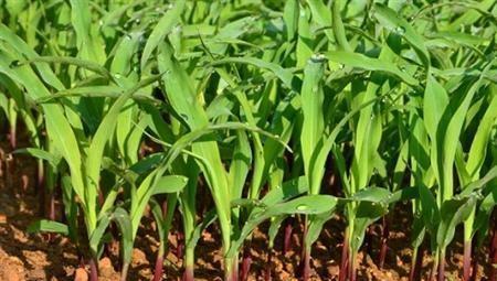糯玉米种植的最佳时间和方法是什么？