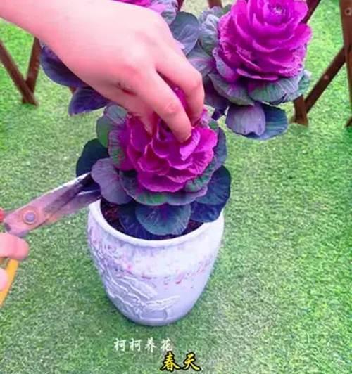 春天扦插花草如何掌握“硬核技巧”提高成活率？