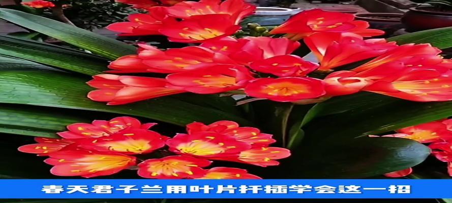春天扦插花草如何掌握“硬核技巧”提高成活率？