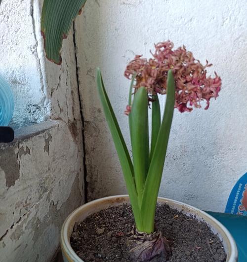 风信子盆景花如何种植和养护？