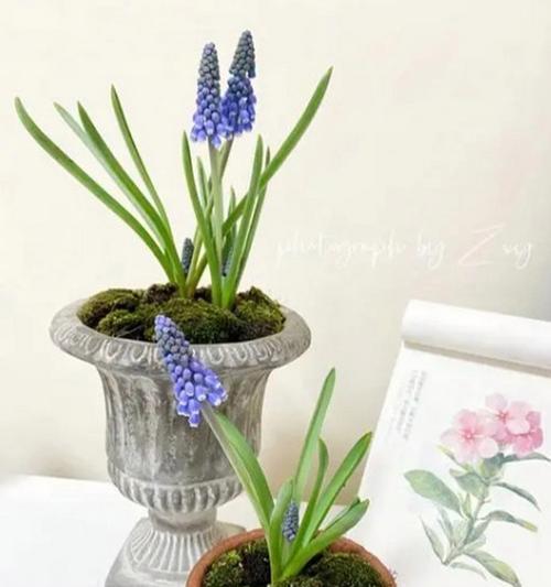 风信子盆景花如何种植和养护？