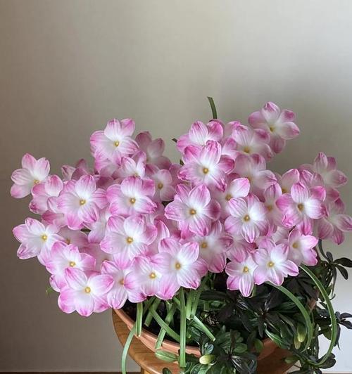 哪些超级耐晒花适合新手养？