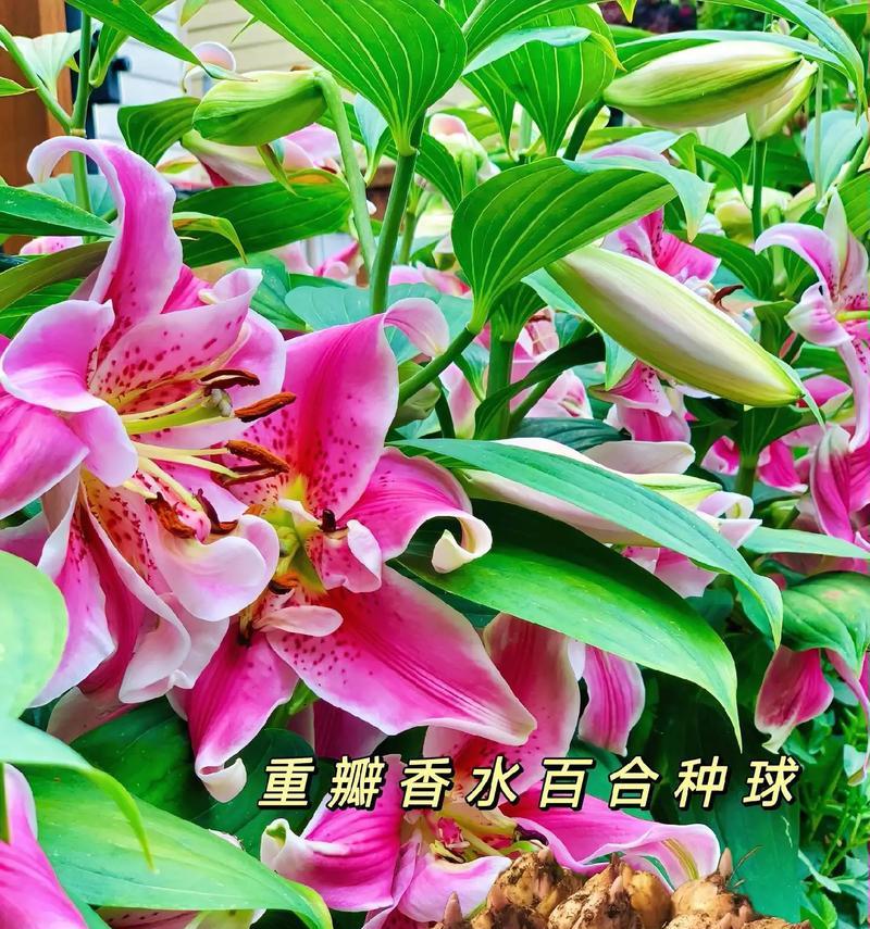 百合花的种植时间和注意事项是什么？
