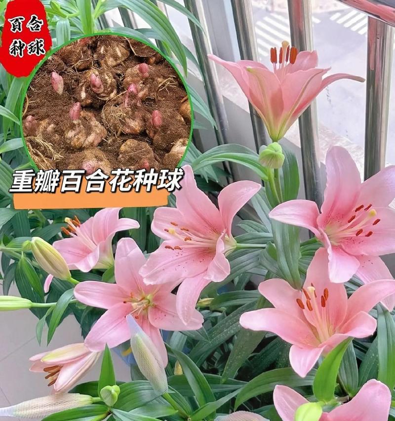 百合花的种植时间和注意事项是什么？