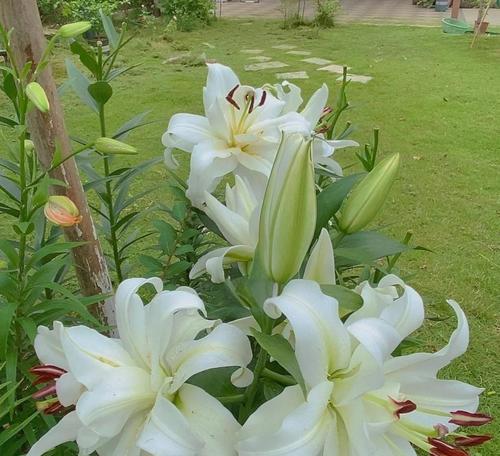 百合花的种植时间和注意事项是什么？