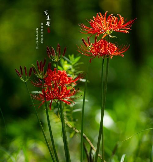 彼岸花的生长环境和特点是什么？