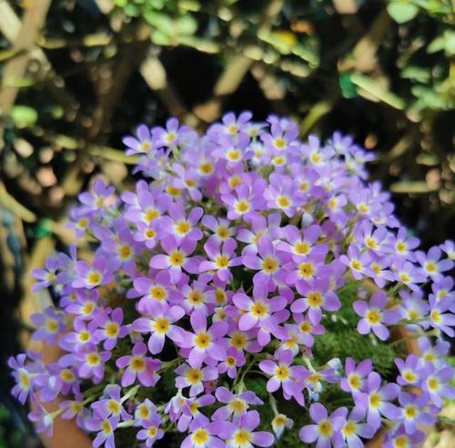 阳台栽种的春季耐半阴花卉有哪些？