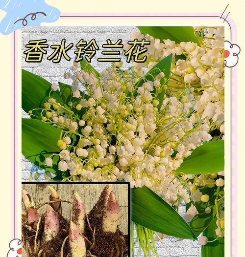 铃兰开花的喜悦和注意事项是什么？
