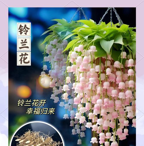 铃兰开花的喜悦和注意事项是什么？