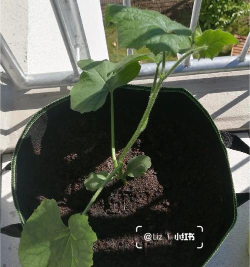 冬瓜催芽的正确步骤是什么？