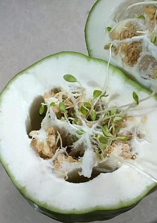 冬瓜催芽的正确步骤是什么？