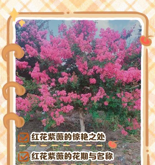 紫薇的花期和特点是什么？