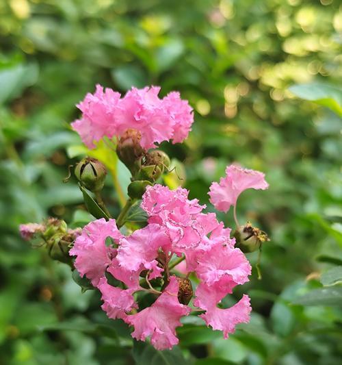 紫薇的花期和特点是什么？