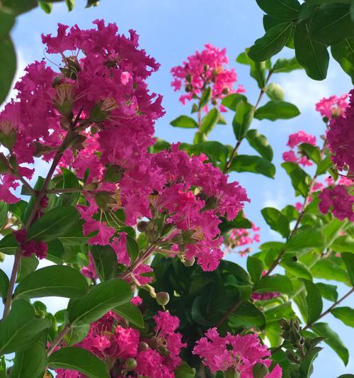 紫薇的花期和特点是什么？