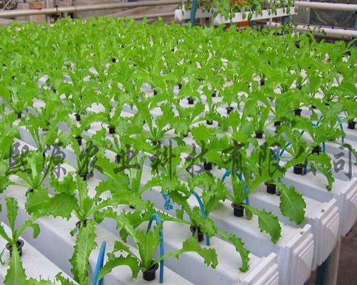 家庭水培蔬菜种植的全解析是什么？