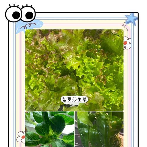 家庭水培蔬菜种植的全解析是什么？
