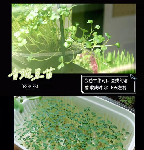 家庭水培蔬菜种植的全解析是什么？
