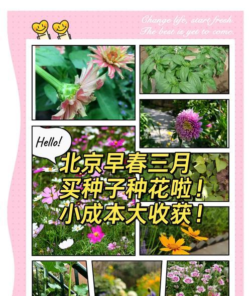 百日草的养护指南是什么？