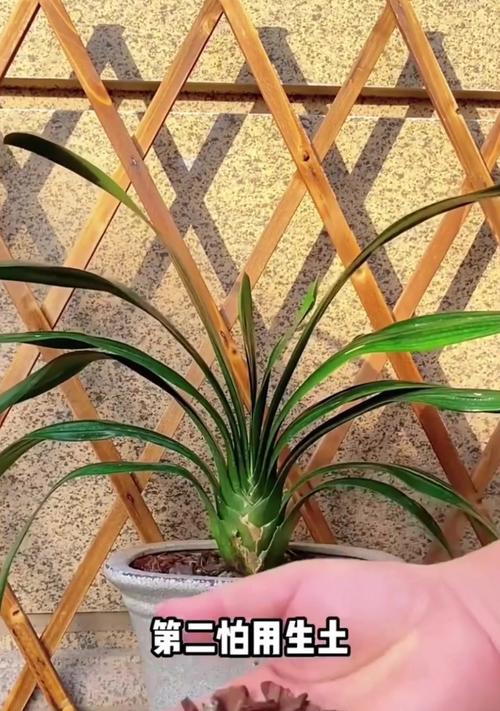君子兰的种植方法和注意事项是什么？