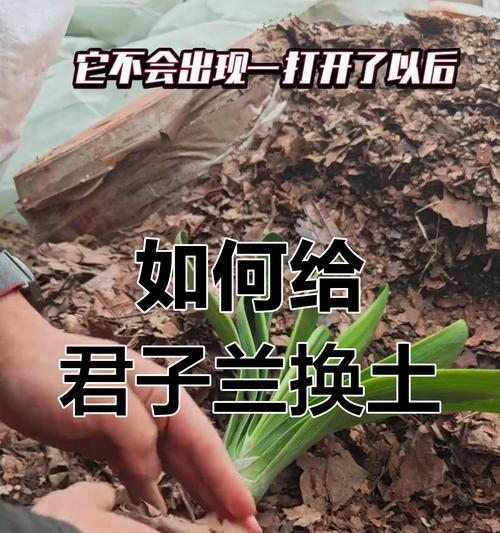 君子兰的种植方法和注意事项是什么？