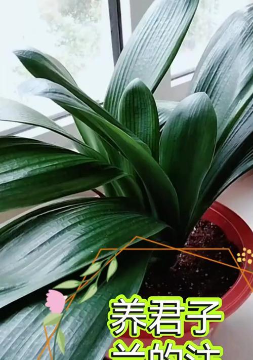君子兰的种植方法和注意事项是什么？