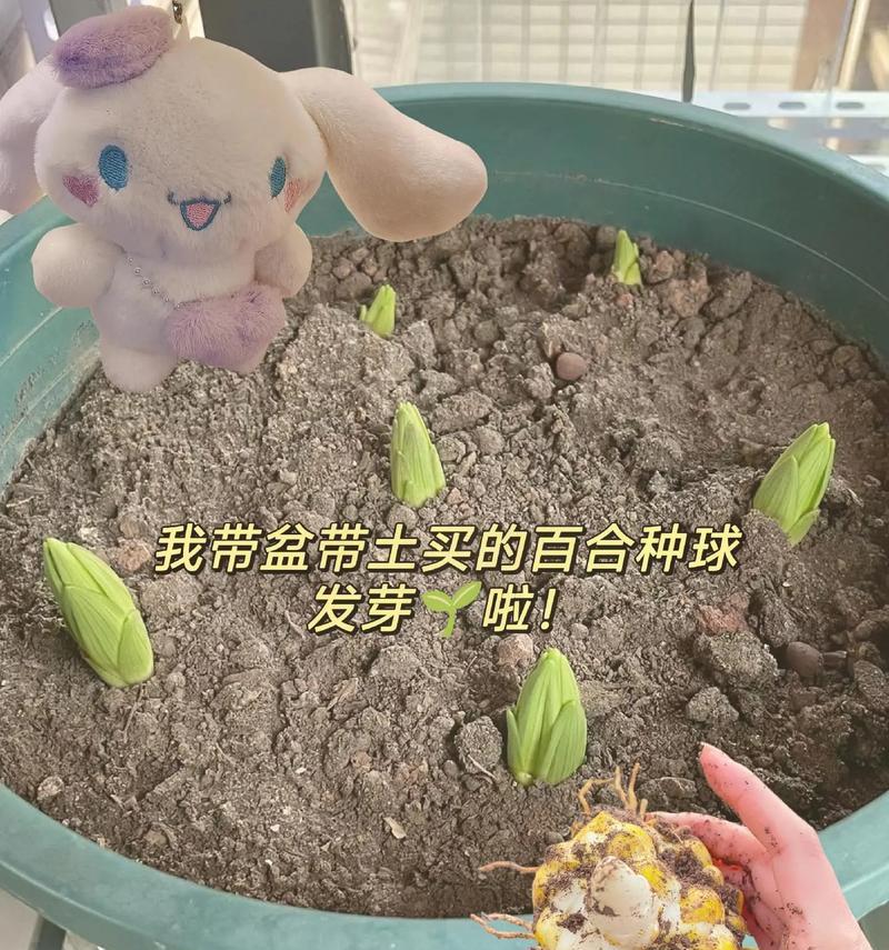 百合的种植技术和栽培管理是什么？