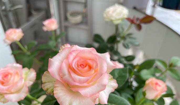 花毛茛养护指南？如何确保花开不断？