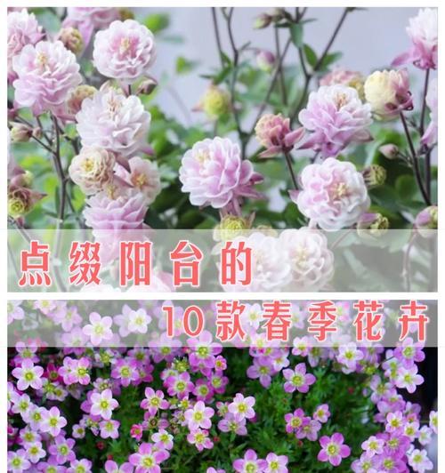 花毛茛养护指南？如何确保花开不断？